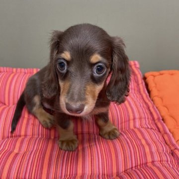 ミニチュアダックスフンド(ロング)【静岡県・女の子・2023年5月18日・チョコタン】の写真「兄妹の中で1番小さい子です」