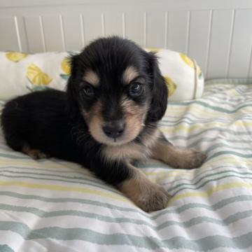 ミニチュアダックスフンド(ロング)【静岡県・男の子・2022年11月26日・ブラック&イエロー】の写真「人懐っこい子です！」