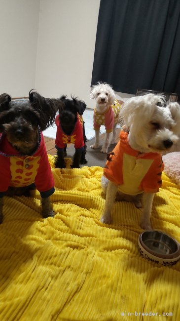 大切に飼育してます！みんな自由で布団で寝てます｜坂元　真紀(さかもと　まき)ブリーダー(兵庫県・ミニチュアシュナウザー・JKC登録)の紹介写真1