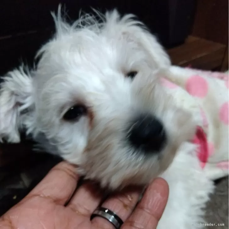 ID：2410-03687の子犬