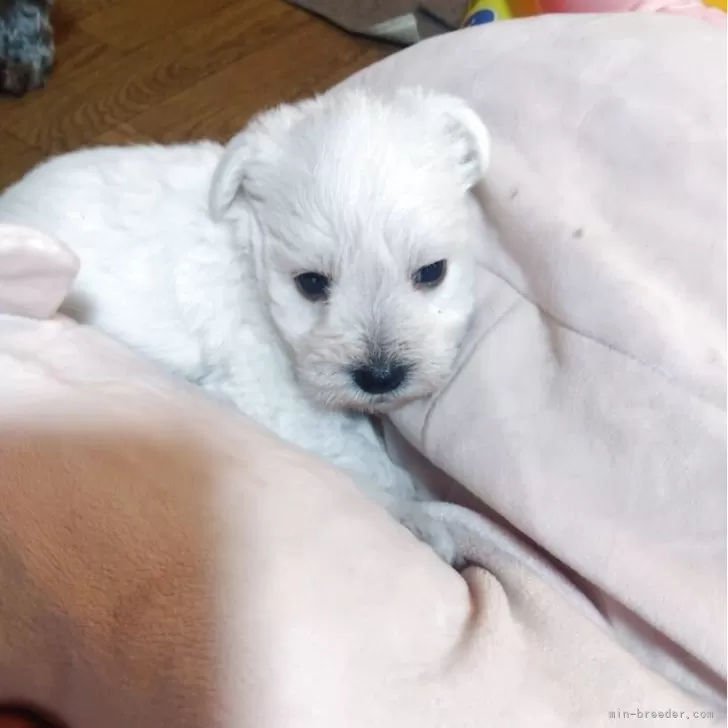 ID：2506-00516の子犬