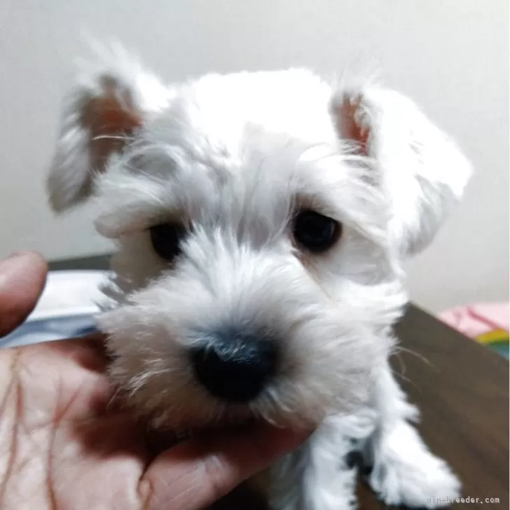 ID：2506-00775の子犬
