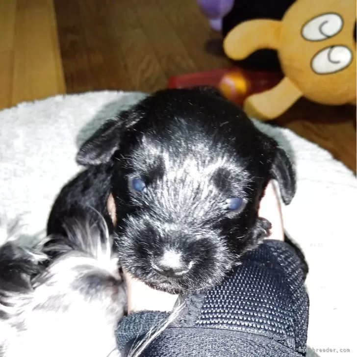 S.Ｉ 様のお迎えした子犬