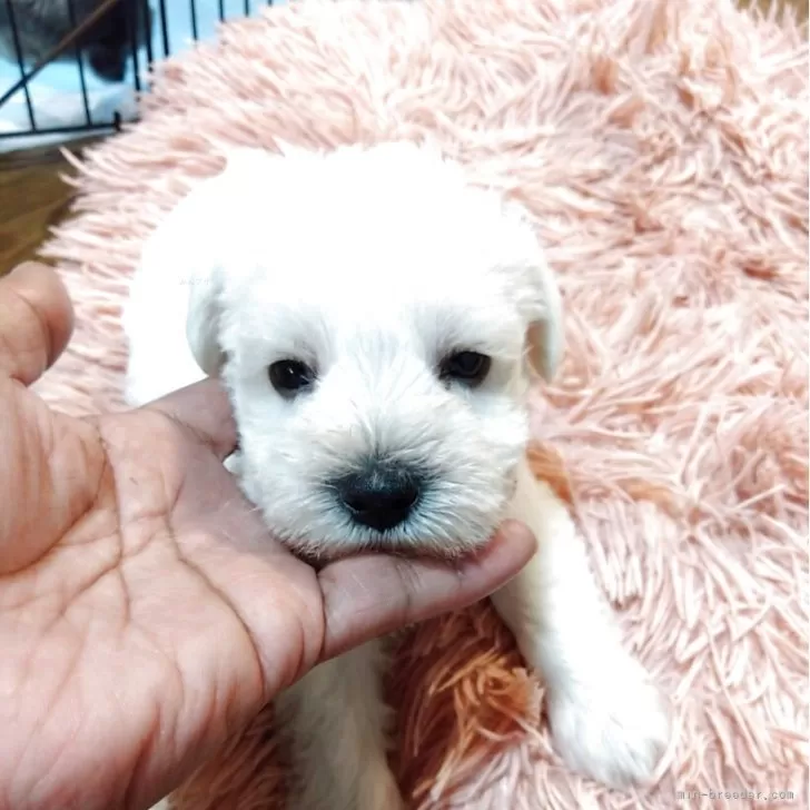 ID：2506-00233の子犬
