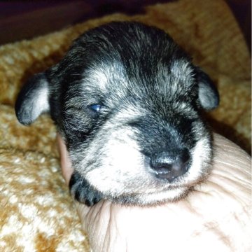 ミニチュアシュナウザー【兵庫県・男の子・2025年11月28日・ソルト&ペパー】の写真「丸い顔❤️マイペース」