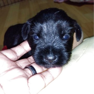 ミニチュアシュナウザー【兵庫県・男の子・2025年10月1日・ブラック&ホワイト】の写真「珍しいカラー

丸顔でかわいいです」