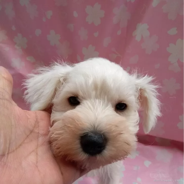 ID：2402-02007の子犬