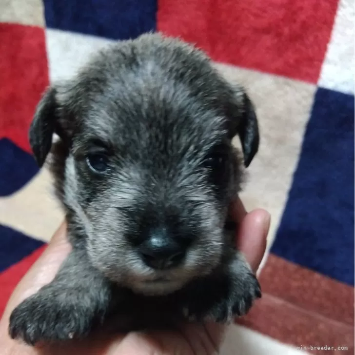 ID：2410-03288の子犬