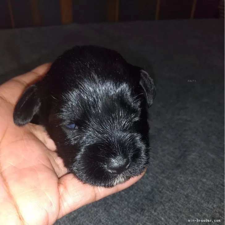 ID:2410-06985の子犬