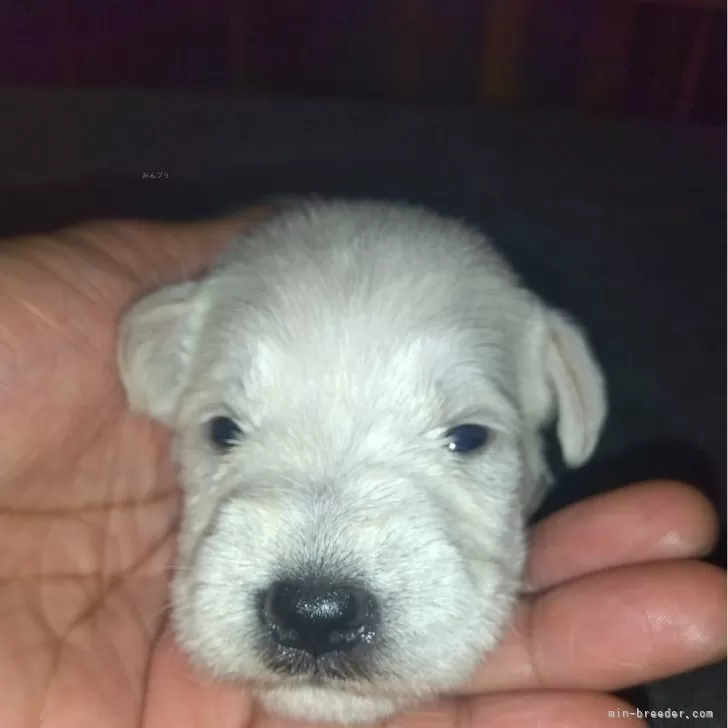 ID：2410-06982の子犬