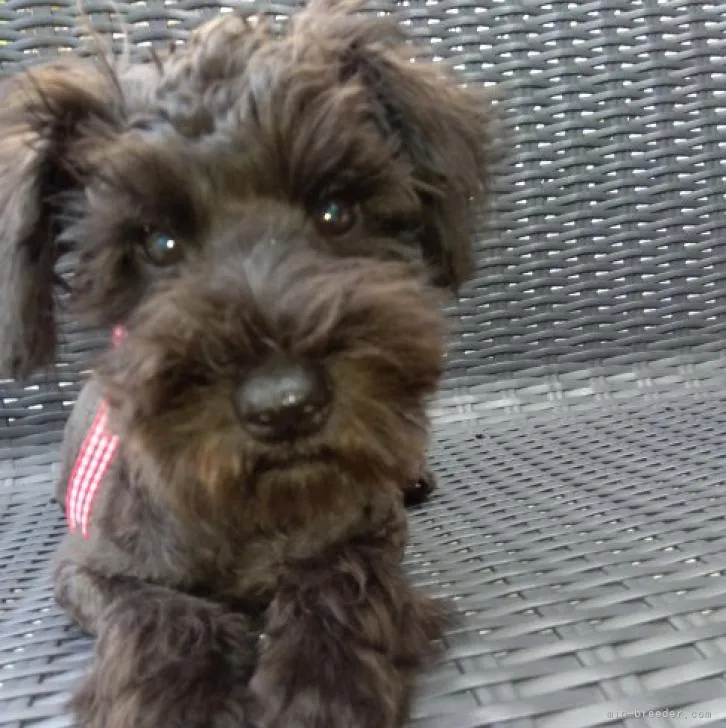 ID:2207-00800の子犬