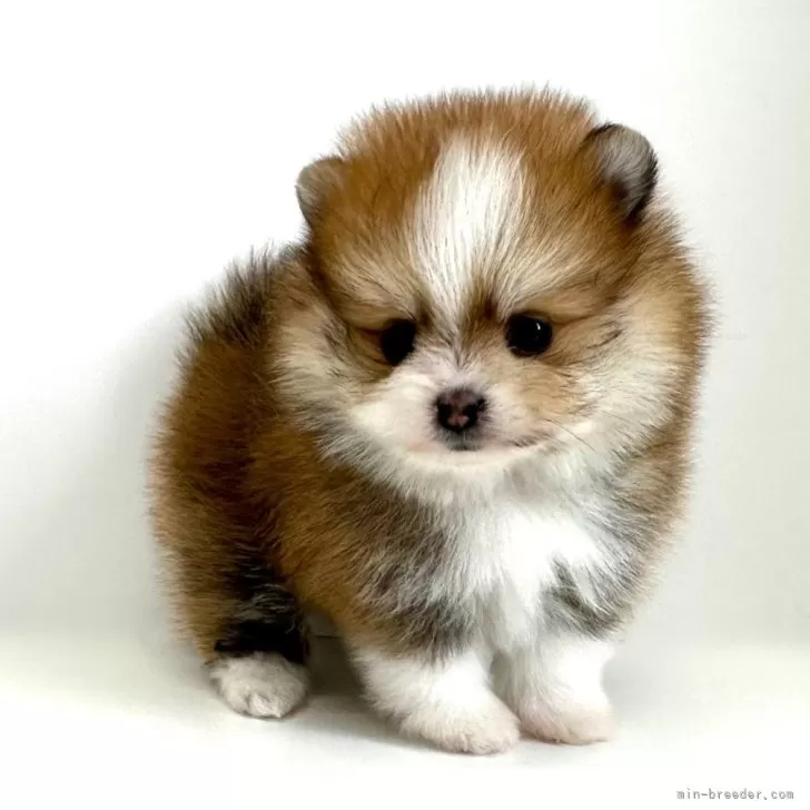 shinelight 様のお迎えした子犬