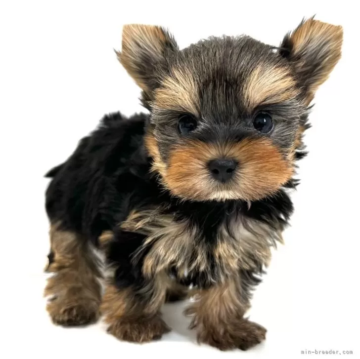 ID:2506-07671の子犬
