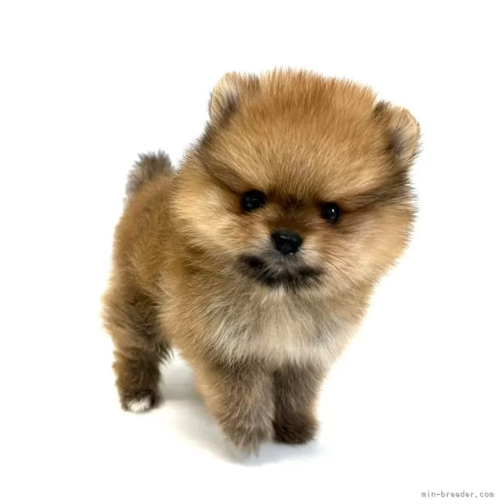 ID:2412-06840の子犬