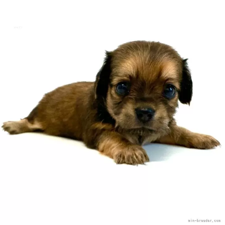 S.K 様のお迎えした子犬