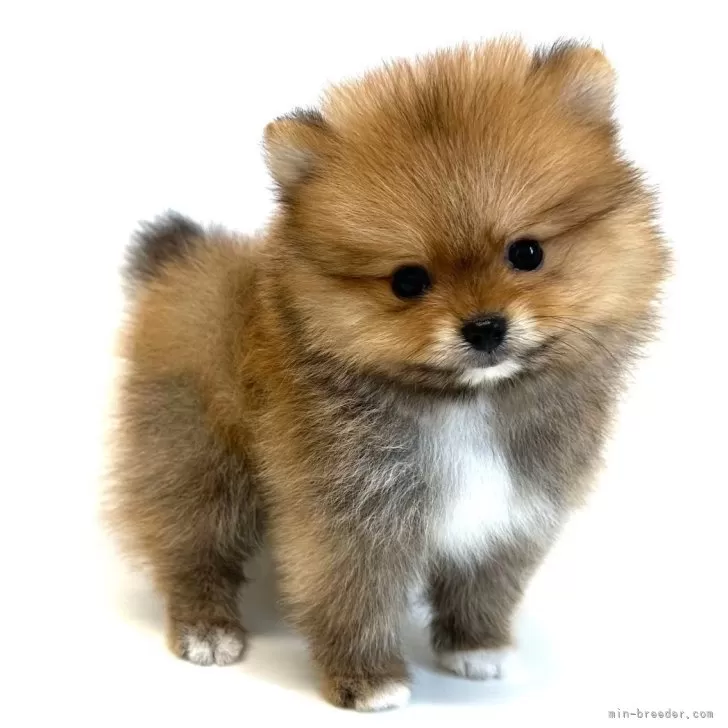 ID:2505-06716の子犬