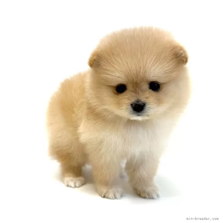 ID:2501-06178の子犬