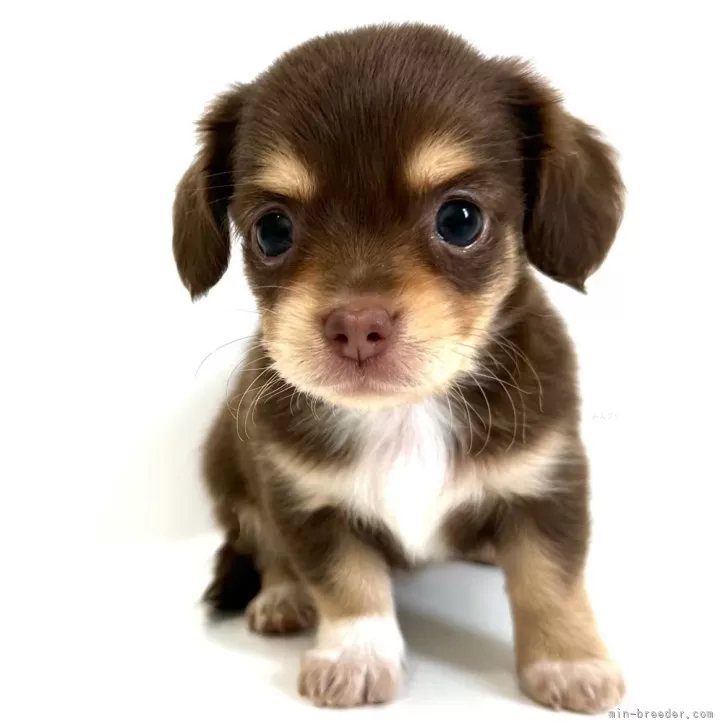 ID:2509-05403の子犬