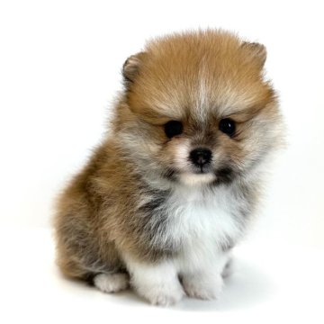 ポメラニアン【愛知県・女の子・2025年7月31日・オレンジ&ホワイト】の写真「⭐️手足が短くてお鼻の短い優しいお顔立ちの女の子」