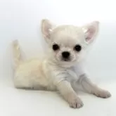 チワワ(ロング)