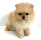 ポメラニアン【愛知県・女の子・2025年6月13日・クリーム】の写真1