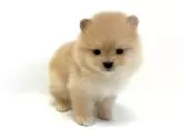 ポメラニアン【愛知県・男の子・2024年12月14日・クリーム】の写真2