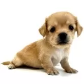 チワックス(チワワ×カニンヘンダックスフンド)【愛知県・男の子・2025年7月5日・クリーム】の写真8