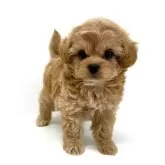 チワプー(チワワ×トイプードル)【愛知県・女の子・2025年8月26日・クリーム】の写真3