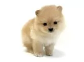 ポメラニアン【愛知県・男の子・2024年12月14日・クリーム】の写真4