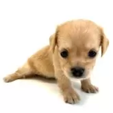 チワックス(チワワ×カニンヘンダックスフンド)【愛知県・男の子・2025年7月5日・クリーム】の写真11