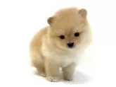 ポメラニアン【愛知県・男の子・2024年12月14日・クリーム】の写真5