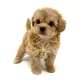 チワプー(チワワ×トイプードル)【愛知県・女の子・2025年8月26日・クリーム】の写真9