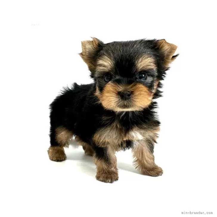 ID:2410-01356の子犬