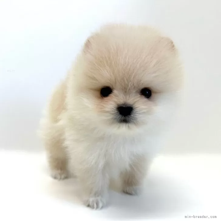 ID:2405-01181の子犬