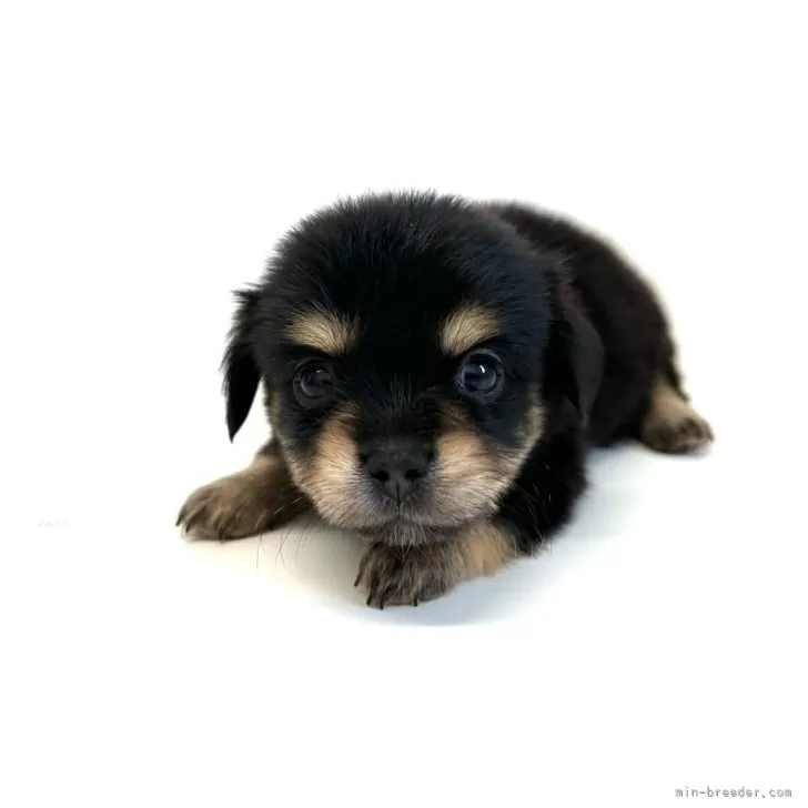 ID:2406-00105の子犬