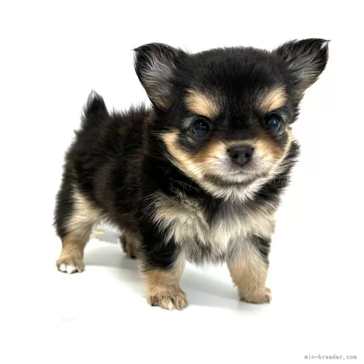 ID：2409-06567の子犬