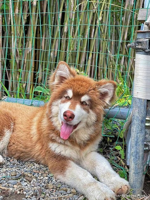 高　進(こう　しん)ブリーダー(栃木県・サモエドなど・JKC/cku登録)の紹介写真5