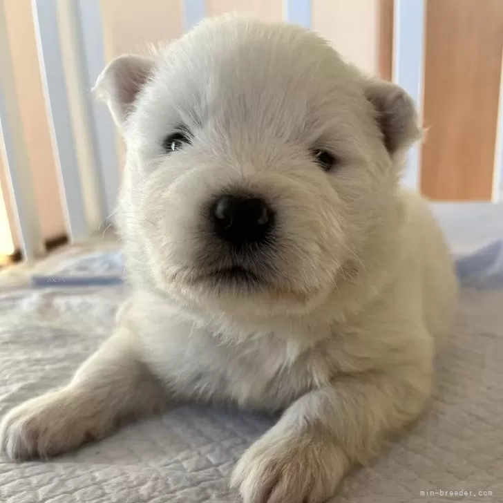 ID：2501-03570の子犬