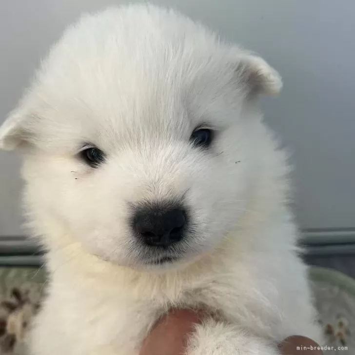 ID：2501-03557の子犬