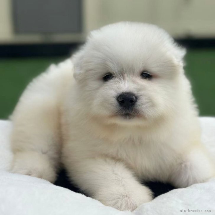 ブリーダー画像