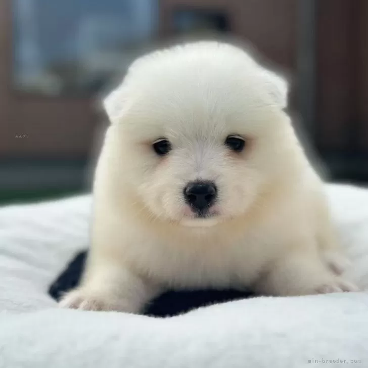 K.Y 様のお迎えした子犬