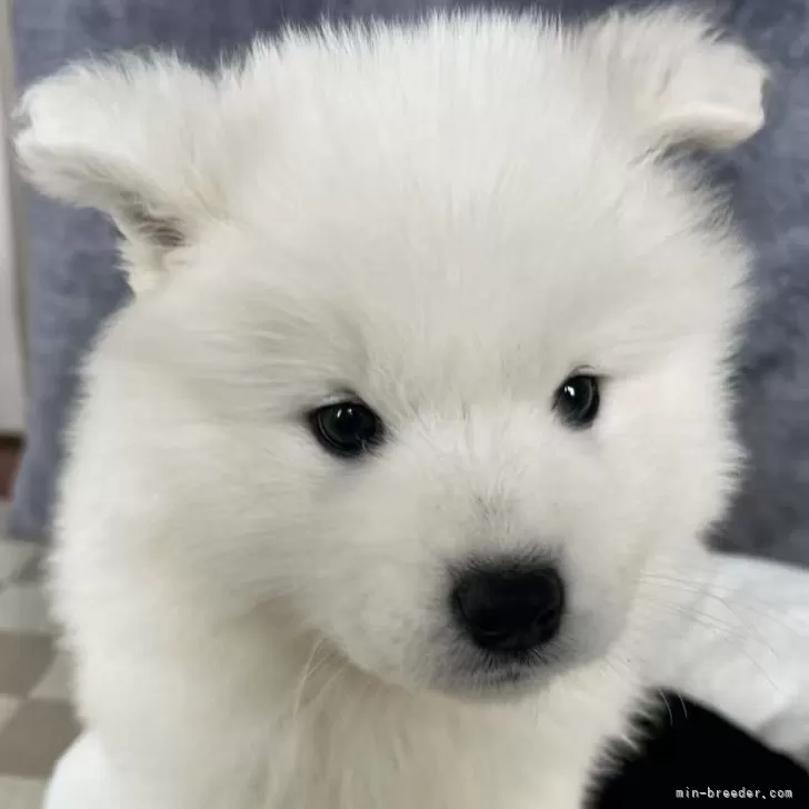 ID：2502-00418の子犬