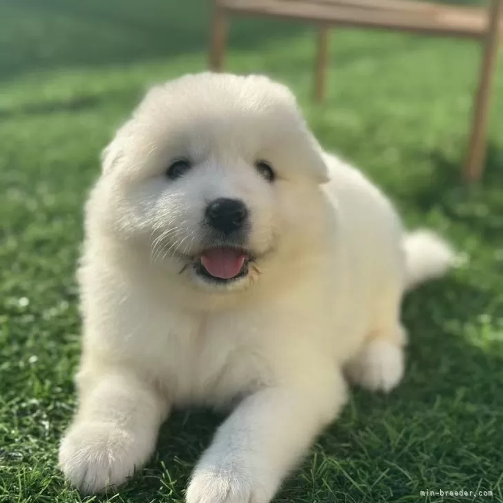 ID：2506-06561の子犬