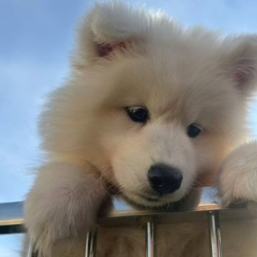 サモエド【栃木県・男の子・2025年9月5日・ホワイト】の写真「がっしりした体つき」