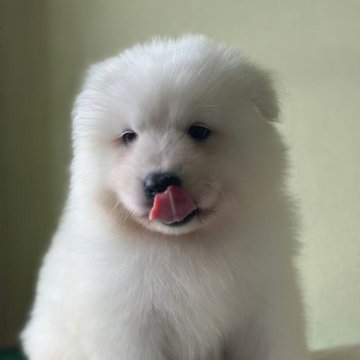 サモエド【栃木県・男の子・2025年9月5日・ホワイト】の写真「しっかりしている。40日は3.5kgです！！！！」