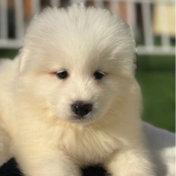 サモエド【栃木県・女の子・2025年9月22日・ホワイト】の写真「かわいい女の子」