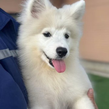サモエド【栃木県・女の子・2025年7月2日・ホワイト】の写真「特別価格，10月30日まで」