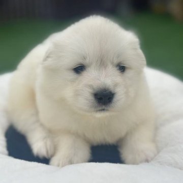 サモエド【栃木県・女の子・2025年9月22日・ホワイト】の写真「かわいい女の子」