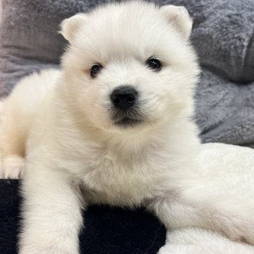 サモエド【栃木県・男の子・2024年12月30日・ホワイト】の写真「かわいいサモエド」