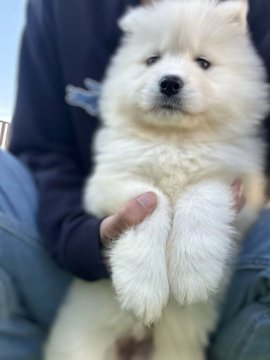 サモエド【栃木県・女の子・2025年9月22日・ホワイト】の写真「かわいい女の子」